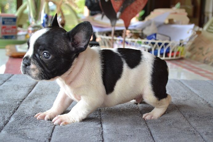 CHIOT